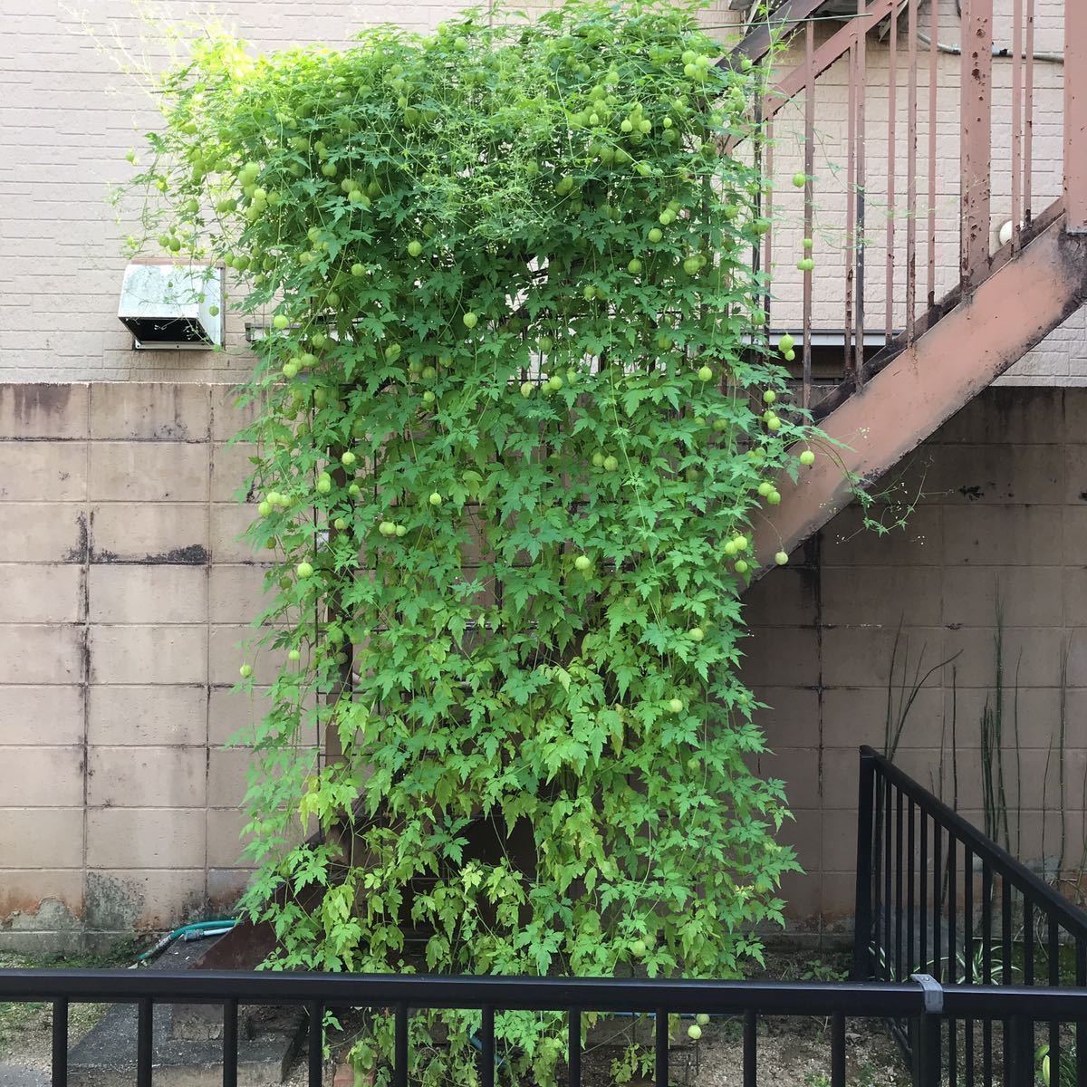 約粒 21年採取 フウセンカズラ 種 風船葛 送料63円 涼しげなグリーンカーテン 無農薬 1 黄緑の風船 種 売買されたオークション情報 Yahooの商品情報をアーカイブ公開 オークファン Aucfan Com