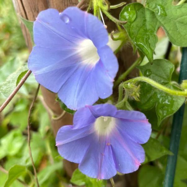 アメリカアサガオの種 水色 ミニ朝顔 ブルー 青 空色あさがお アメリカ朝顔 スカイブルー アサガオ 売買されたオークション情報 Yahooの商品情報をアーカイブ公開 オークファン Aucfan Com
