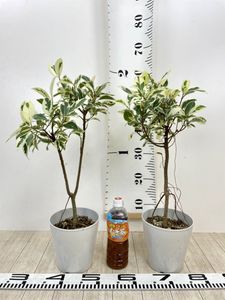 ガジュマルのヤフオク の相場 価格を見る ヤフオク のガジュマルのオークション売買情報は113件が掲載されています