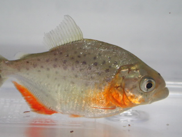 ポイント10倍 ピラニアナッテリー 1匹 Www iwearparts Com