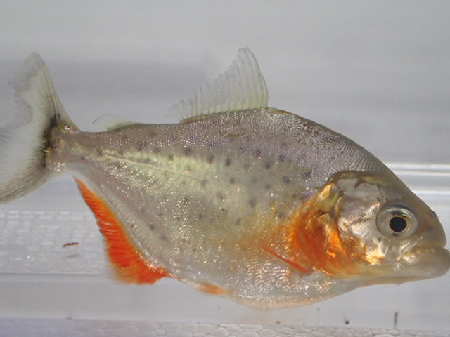 ２匹 ピラニア ナッテリー １０cm前後 Mlサイズ 淡水 熱帯魚 生体 肉食 即決 １００サイズ関東送料１１１１円 Www Vuclair Com