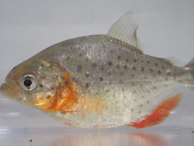 ポイント10倍 ピラニアナッテリー 1匹 Www iwearparts Com