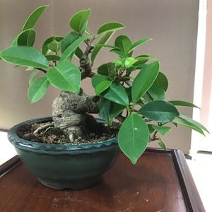 ガジュマルのヤフオク の相場 価格を見る ヤフオク のガジュマルのオークション売買情報は113件が掲載されています