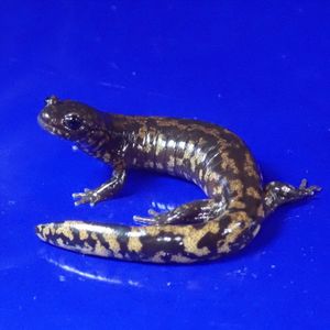 ヤフオク のペット サンショウウオの相場 価格を見る ヤフオク のサンショウウオのオークションのペット売買情報は77件が掲載されています