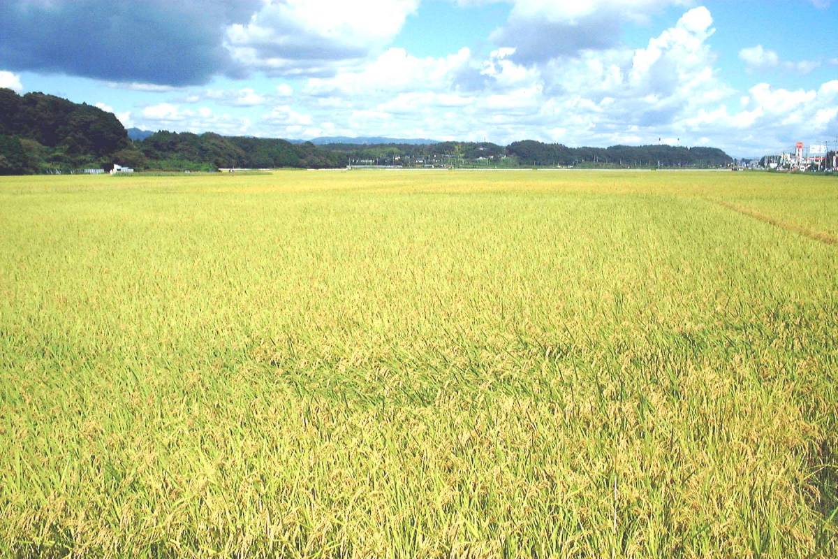 コシヒカリ 玄米の通販 茨城 新米 7キロ)小分け不可｜Yahoo 茨城県産一 