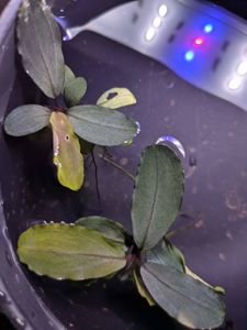 ブセファランドラ カユラピスのヤフオク の相場 価格を見る ヤフオク のブセファランドラ カユラピスのオークション売買情報は16件が掲載されています