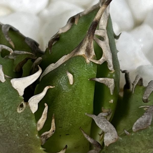 Agave titanota 白鯨 PUP アガベ チタノタ A47 白鯨親株 スーパー