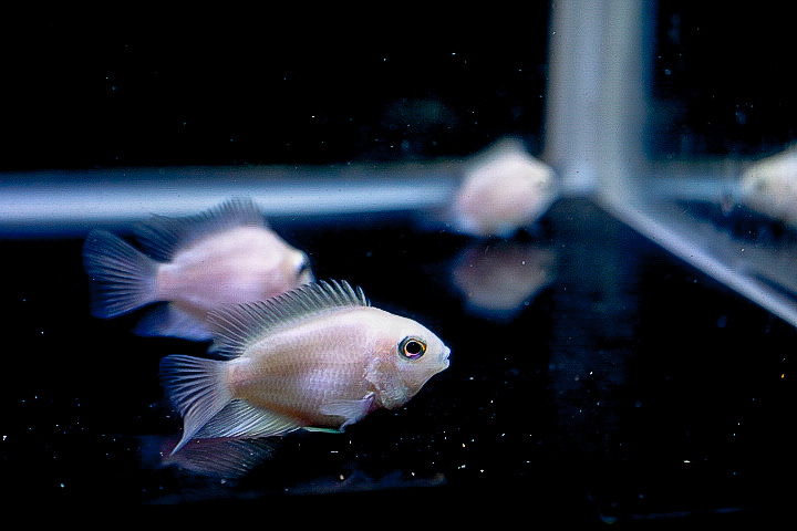 シルバーアロワナ等のお供に 激レアのプラチナカラー パッロト 純白色待望の入荷 アロワナの目垂れ防止に 4ｃｍ 淡水魚 売買されたオークション情報 Yahooの商品情報をアーカイブ公開 オークファン Aucfan Com