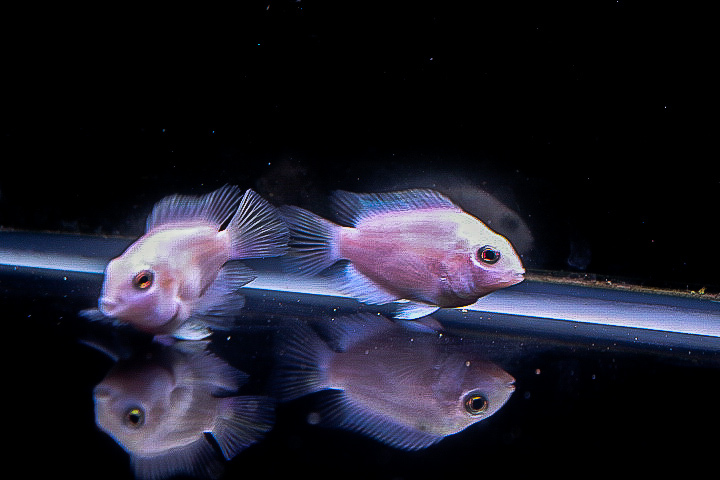 シルバーアロワナ等のお供に 激レアのプラチナカラー パッロト 純白色待望の入荷 アロワナの目垂れ防止に 4ｃｍ 淡水魚 売買されたオークション情報 Yahooの商品情報をアーカイブ公開 オークファン Aucfan Com