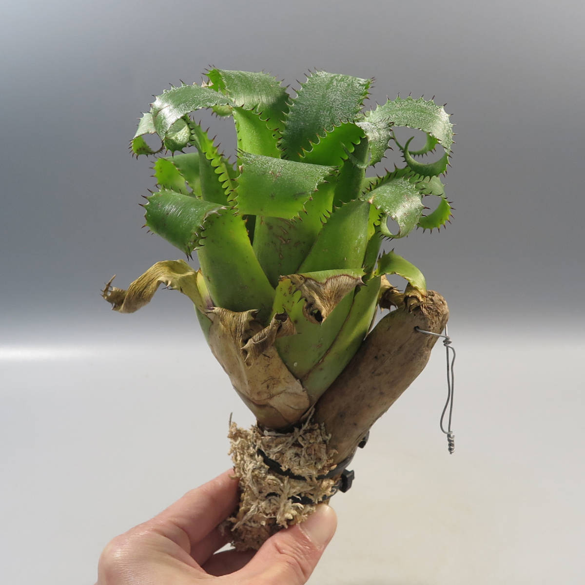 SALE!!! 2. ネオレゲリア ☆ Neoregelia mooreana ☆ 流木付き
