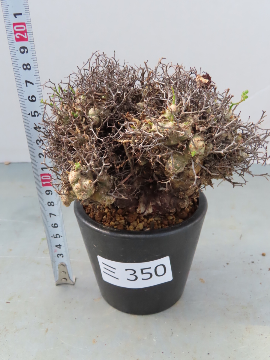 ミ350 【塊根植物・現地株】チレコドン　レティキュラータス　万物想【植えました・未発根・Tylecodon reticulatus】