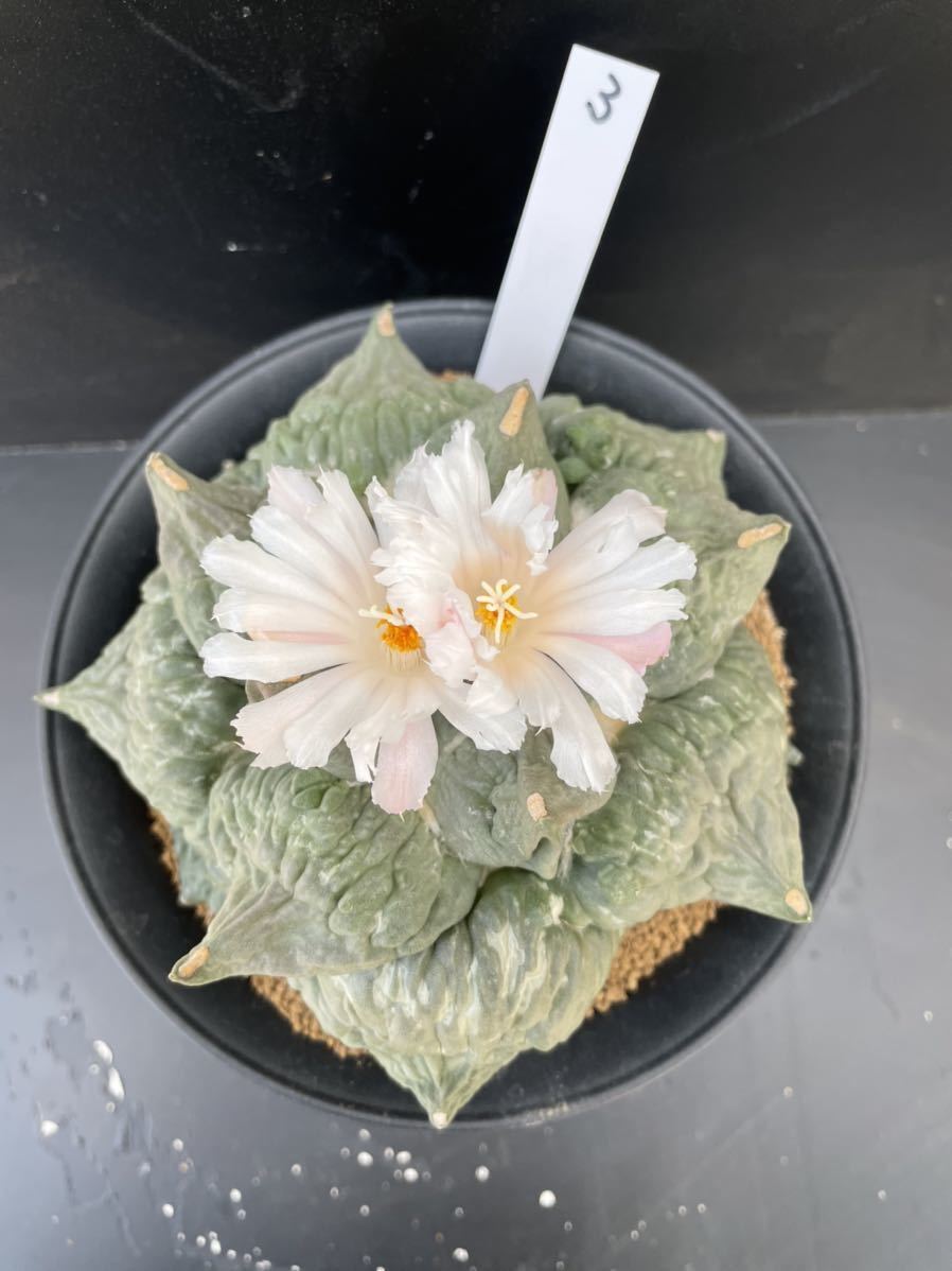 ３ サボテン 花牡丹 モンストローサ 牡丹 (接ぎおろし・自根・抜き苗発送)