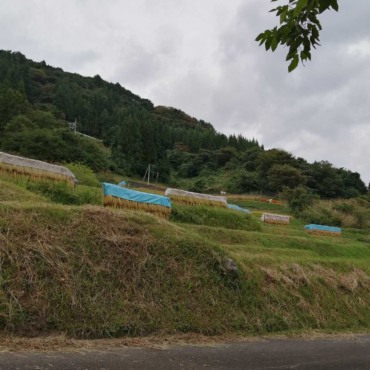 10束 2 5kg 稲わら 稲藁 わら ワラ 藁 あきたこまち はぜ干し はぜ掛け はざかけ 21年度産 長野県産 家庭菜園 ペット 農業資材 売買されたオークション情報 Yahooの商品情報をアーカイブ公開 オークファン Aucfan Com