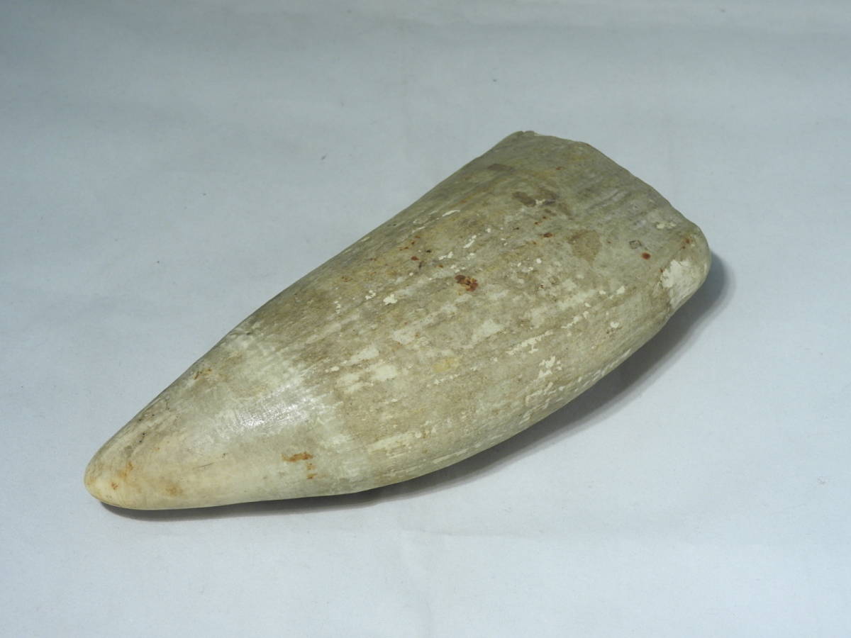 ◇抹香 鯨歯 約357g / 鯨牙 クジラ