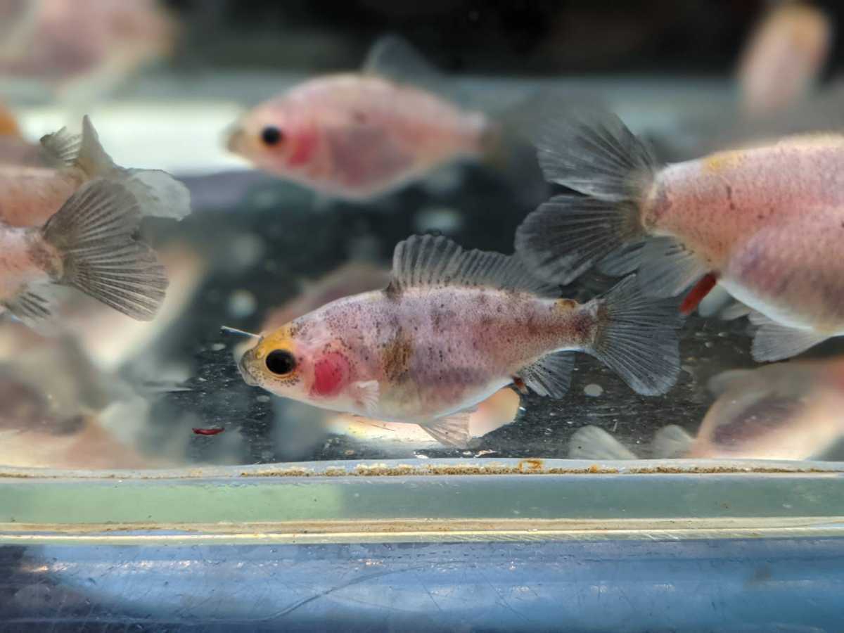 Oー96．○○寿恵廣錦○○．10月4日孵化、約4cm±．墨モザイク