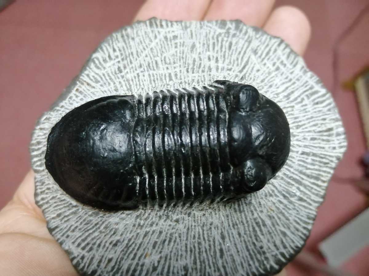 化石三葉虫モロッコ産 Paralejurus