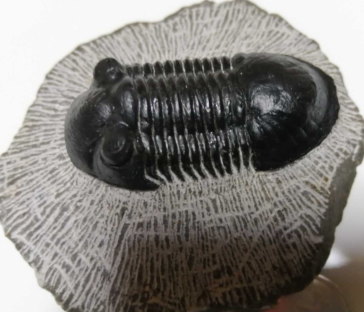 化石三葉虫モロッコ産 Paralejurus