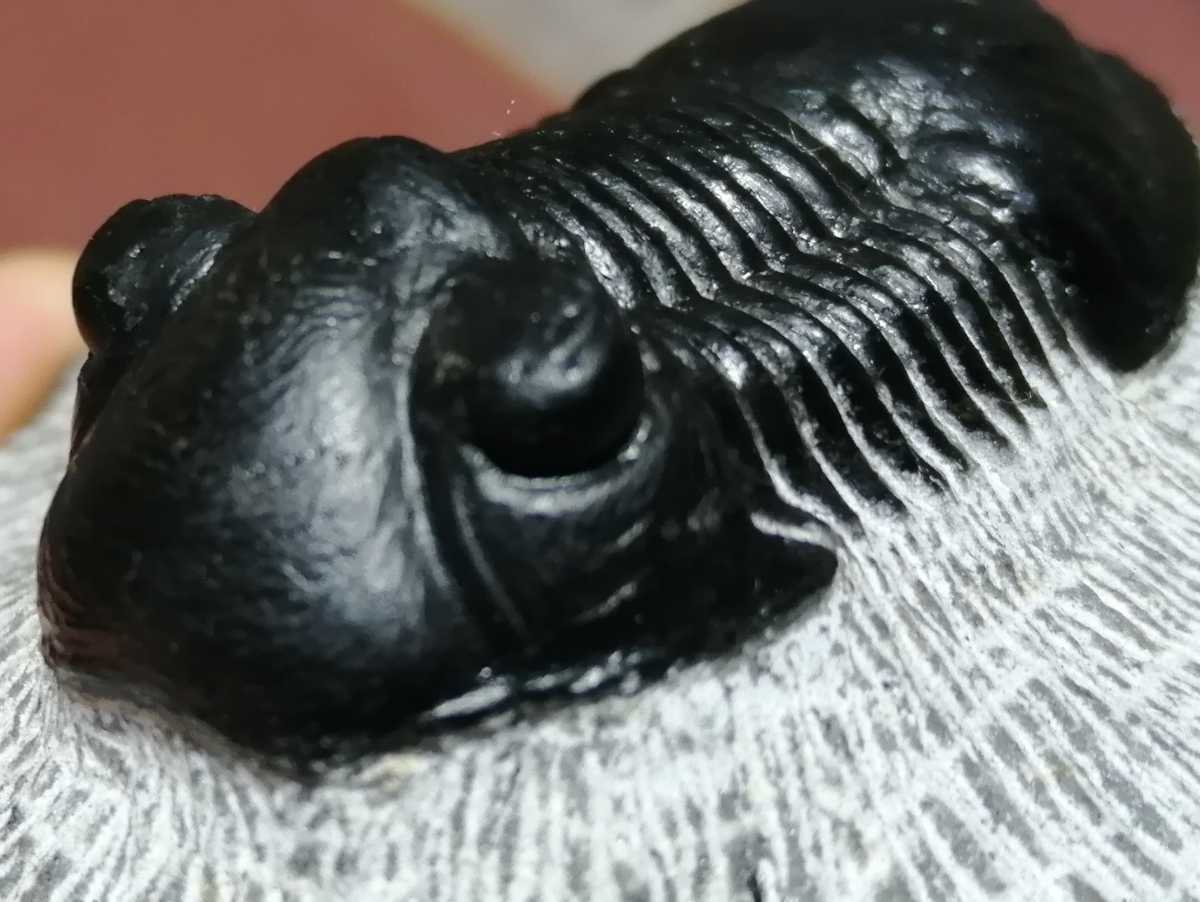 化石三葉虫モロッコ産 Paralejurus
