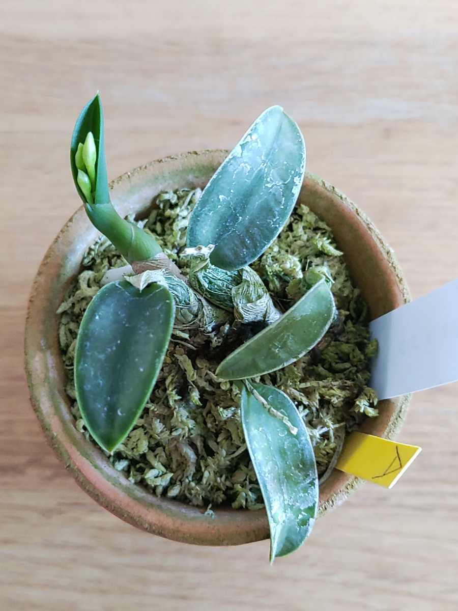 洋蘭 ラン C.cernua aurea 2株セット！ - aurea 洋蘭原種 fma. 2株 sib