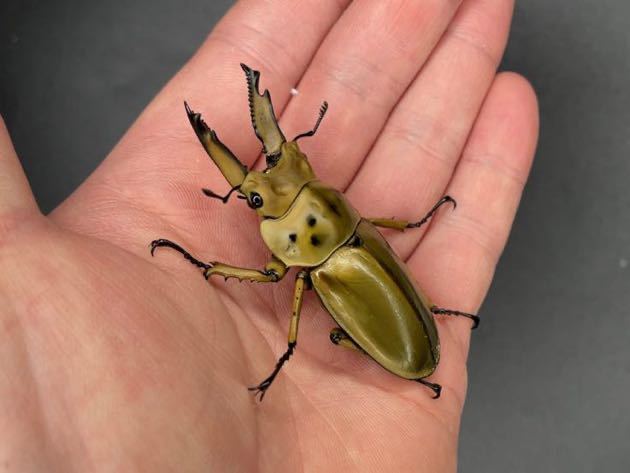 ババオウゴンオニクワガタ 新成虫ペア ♂63.8㎜ ♀42.6㎜ No.23 
