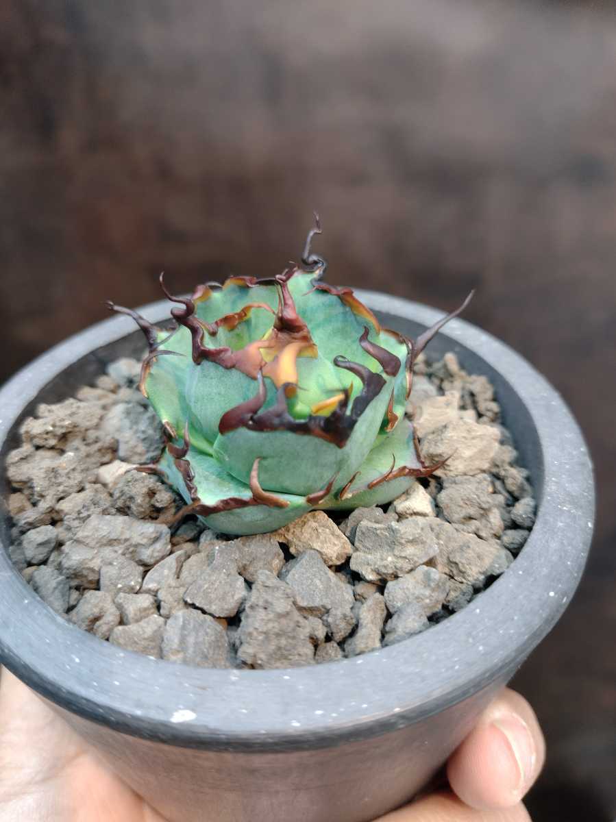 AGAVE TITANOTA HADES special株】陽炎 極上株 ムチムチ 狂刺