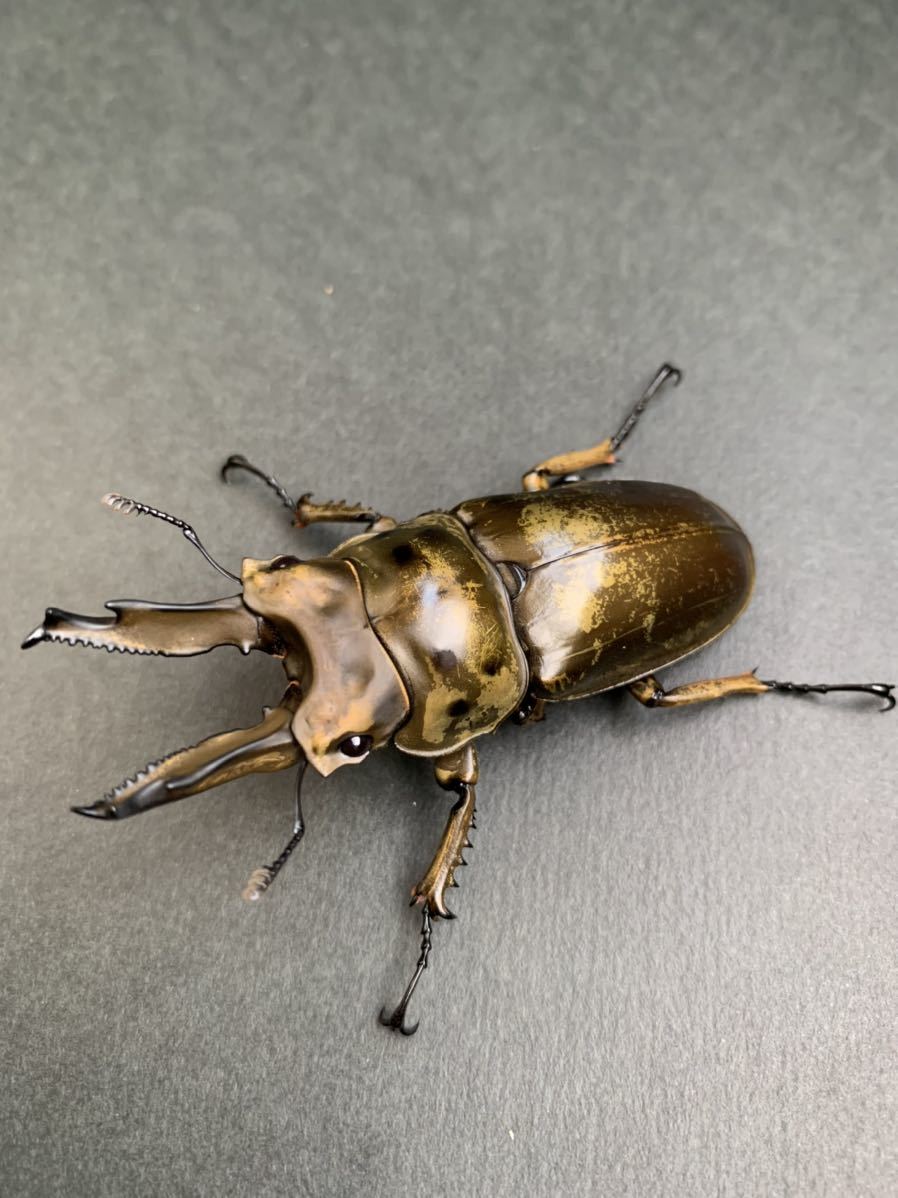 2♀ババオウゴンオニクワガタ2♀、ババオウゴンオニ、クワガタ