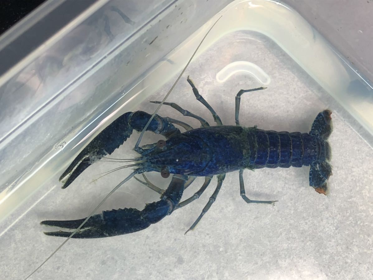 ブラックキング ホワイトザリガニ 2 3cm程度 10匹 アメリカザリガニ その他 売買されたオークション情報 Yahooの商品情報をアーカイブ公開 オークファン Aucfan Com