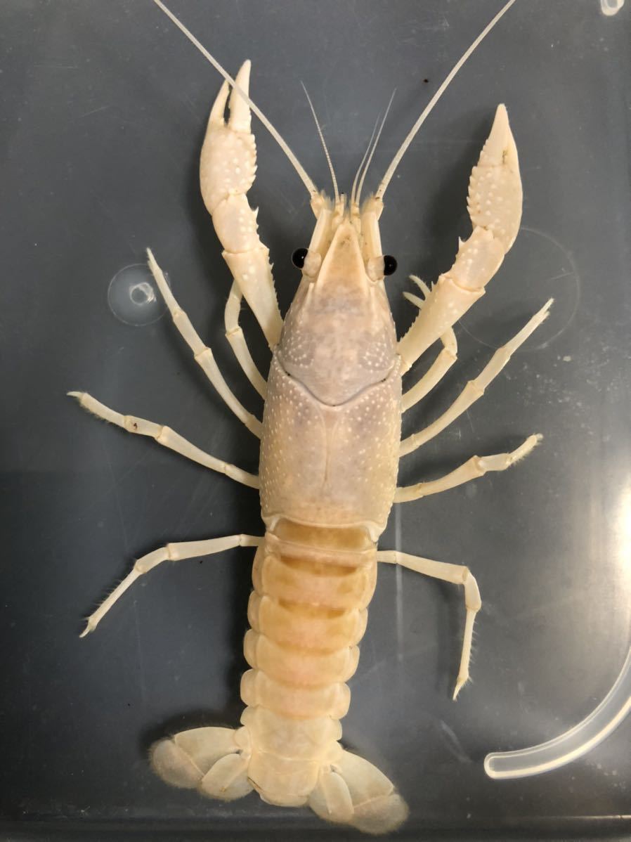 ブラックキング ホワイトザリガニ 2 3cm程度 10匹 アメリカザリガニ その他 売買されたオークション情報 Yahooの商品情報をアーカイブ公開 オークファン Aucfan Com