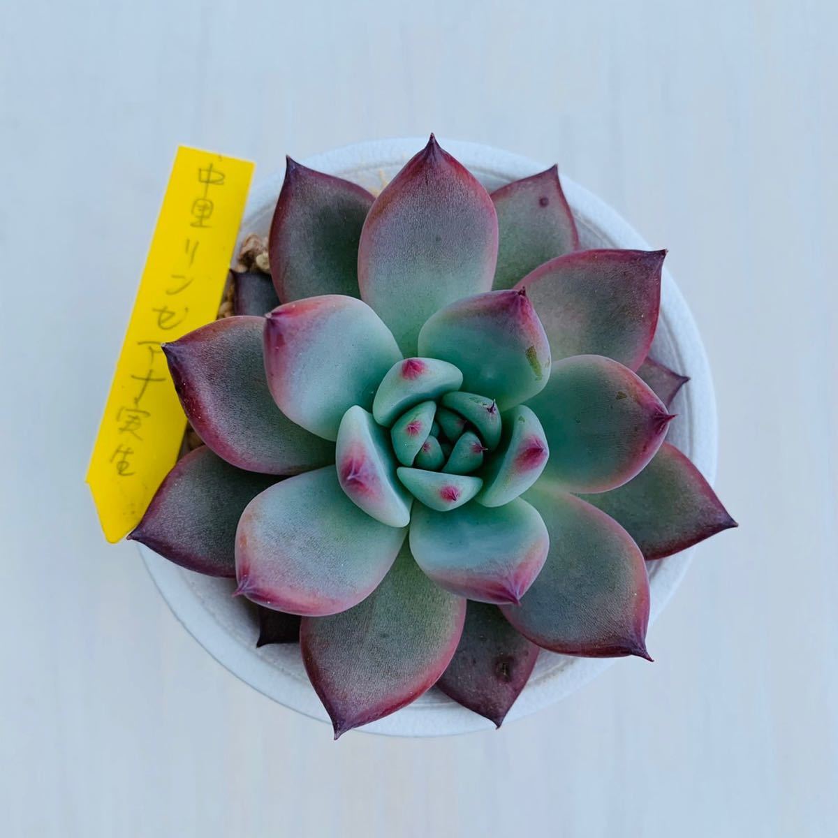中里リンぜアナ札のみ 多肉植物中里リンゼアナ札のみ