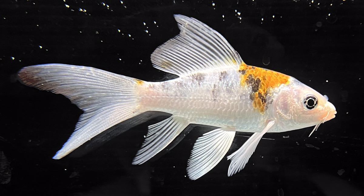 混泳水槽にオススメ ヒレナガ鯉 錦柄 5cm 死着保証 その他 売買されたオークション情報 Yahooの商品情報をアーカイブ公開 オークファン Aucfan Com 混泳水槽にオススメ ヒレナガ鯉 錦柄 5cm 死着保証 その他 売買されたオークション情報 Yahooの商品情報をアーカイブ公開 オークファン Aucfan Com