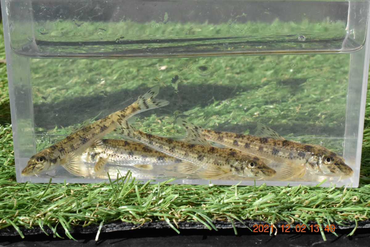 カマツカ10匹 岡山県産 カワギス 日本淡水魚 川魚 清流 底者 発泡スチロール発送 川魚 売買されたオークション情報 Yahooの商品情報をアーカイブ公開 オークファン Aucfan Com カマツカ10匹 岡山県産 カワギス 日本淡水魚 川魚 清流 底者 発泡スチロール発送 川魚 売買されたオークション情報 Yahooの商品情報をアーカイブ公開 オークファン Aucfan Com