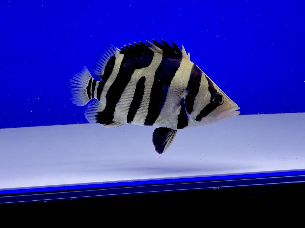 お腹まん丸個体!!ダトニオプラスワン±17㎝ ダトニオプラスワン③ ±36cm