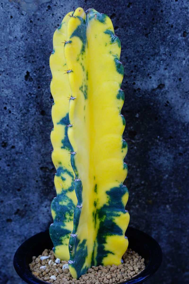サボテン　鬼面角　柱サボテン　観葉植物　多肉植物　園芸　ガーデニング サボテン 柱サボテン ”鬼面閣”（きめんかく）リビングやオフィス向き