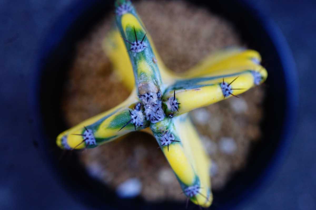 鬼面角錦 Cereus repandus variegataサボテン 錦 斑入り 多肉植物 植物