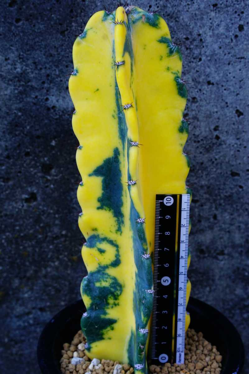鬼面角錦 Cereus repandus variegataサボテン 錦 斑入り 多肉植物 植物