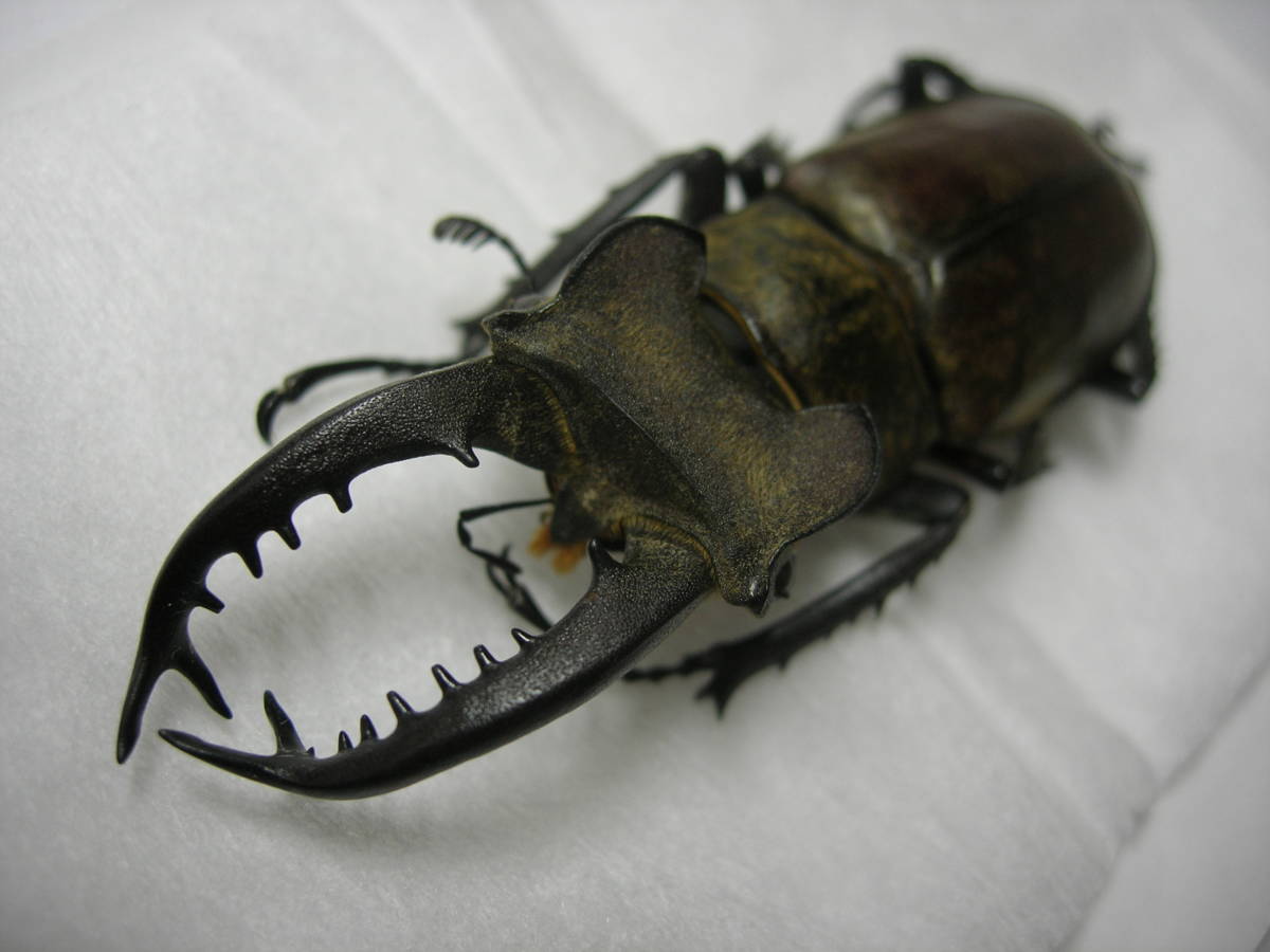 タカサゴミヤマクワガタ ♂ 標本