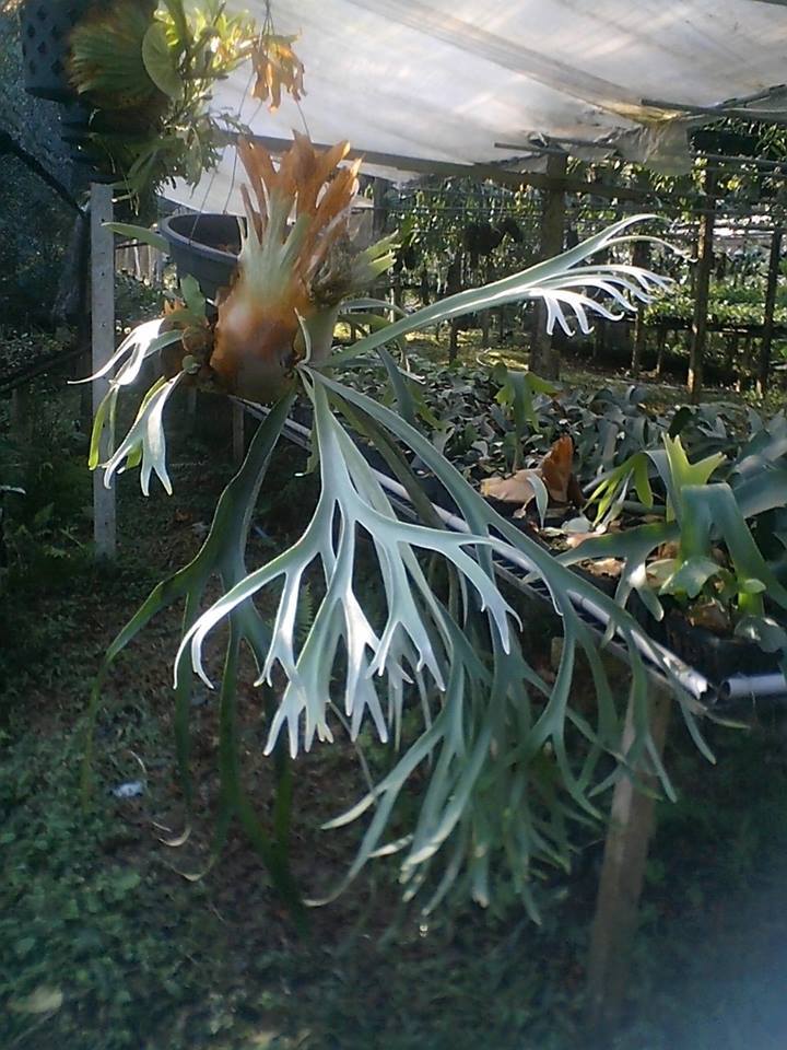 P.peawchan (P.veitchii silver frond x P.willinckii) @bikamori.com 