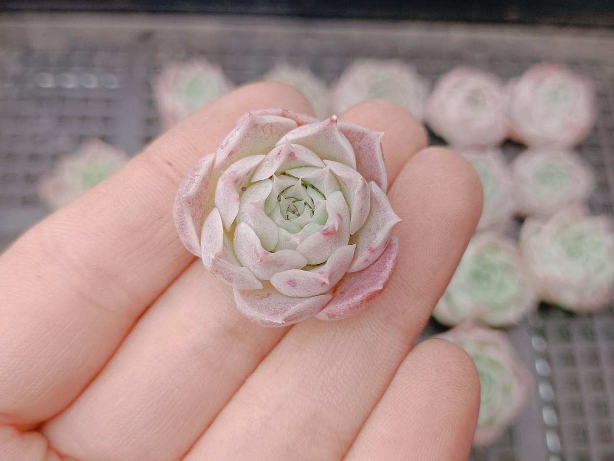 ☆多肉植物　エケベリア　韓国　S474アメイジンググレイス22個