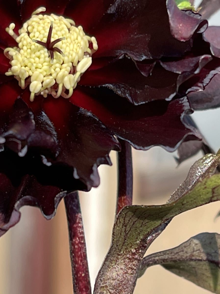 10☆レア！ブラックマジック ダブル☆クリスマスローズ☆開花株