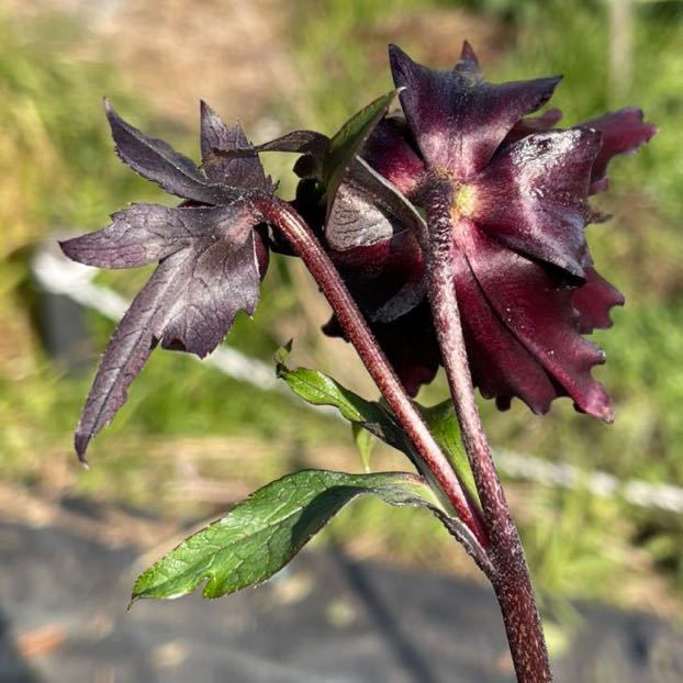 10☆レア！ブラックマジック ダブル☆クリスマスローズ☆開花株