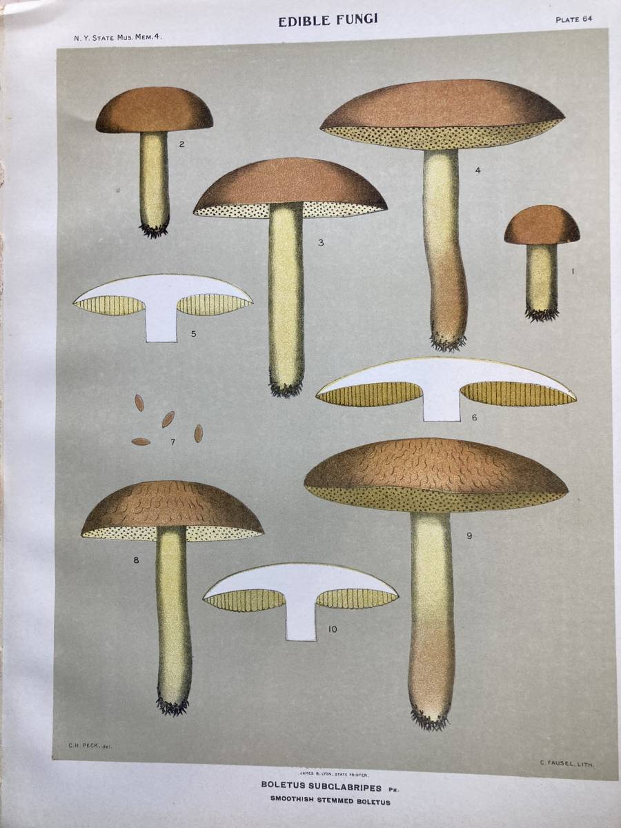 Mushroom ヴィンテージキノコの植物プリント：自然愛好家のための4つの 