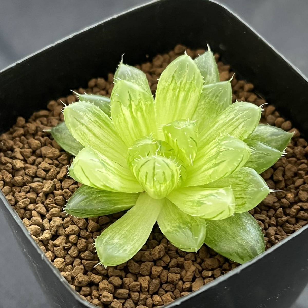 ☆ハオルチア・多肉植物☆808☆翠雲玉露錦 Haworthia obtusa(dielsiana