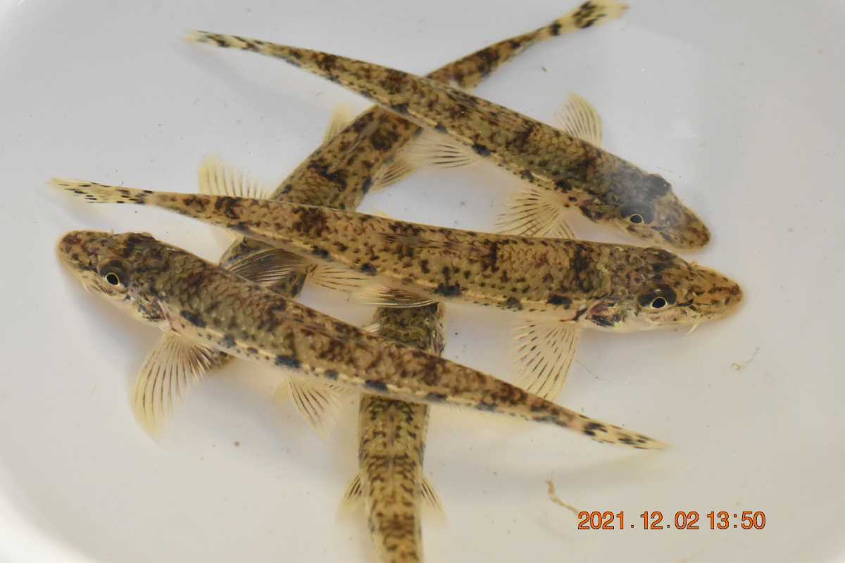 カマツカ10匹 岡山県産 カワギス 日本淡水魚 川魚 清流 底者 発泡スチロール発送 川魚 売買されたオークション情報 Yahooの商品情報をアーカイブ公開 オークファン Aucfan Com カマツカ10匹 岡山県産 カワギス 日本淡水魚 川魚 清流 底者 発泡スチロール発送 川魚 売買されたオークション情報 Yahooの商品情報をアーカイブ公開 オークファン Aucfan Com