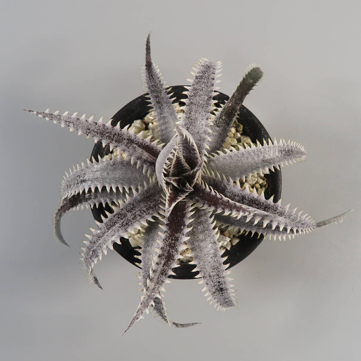 21. ディッキア ☆ Dyckia Red & White x (Brittle Star F3 D11 x