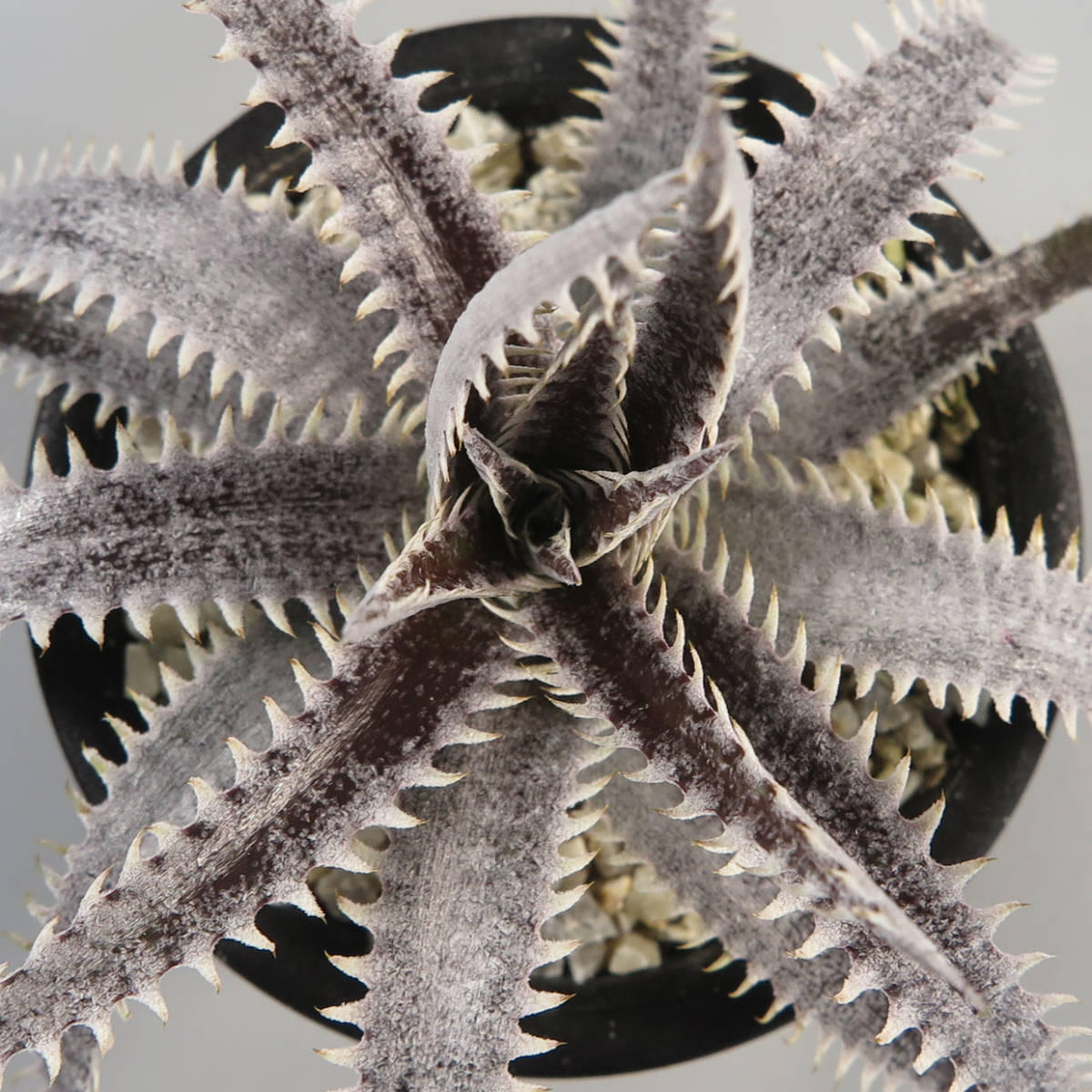 21. ディッキア ☆ Dyckia Red & White x (Brittle Star F3 D11 x