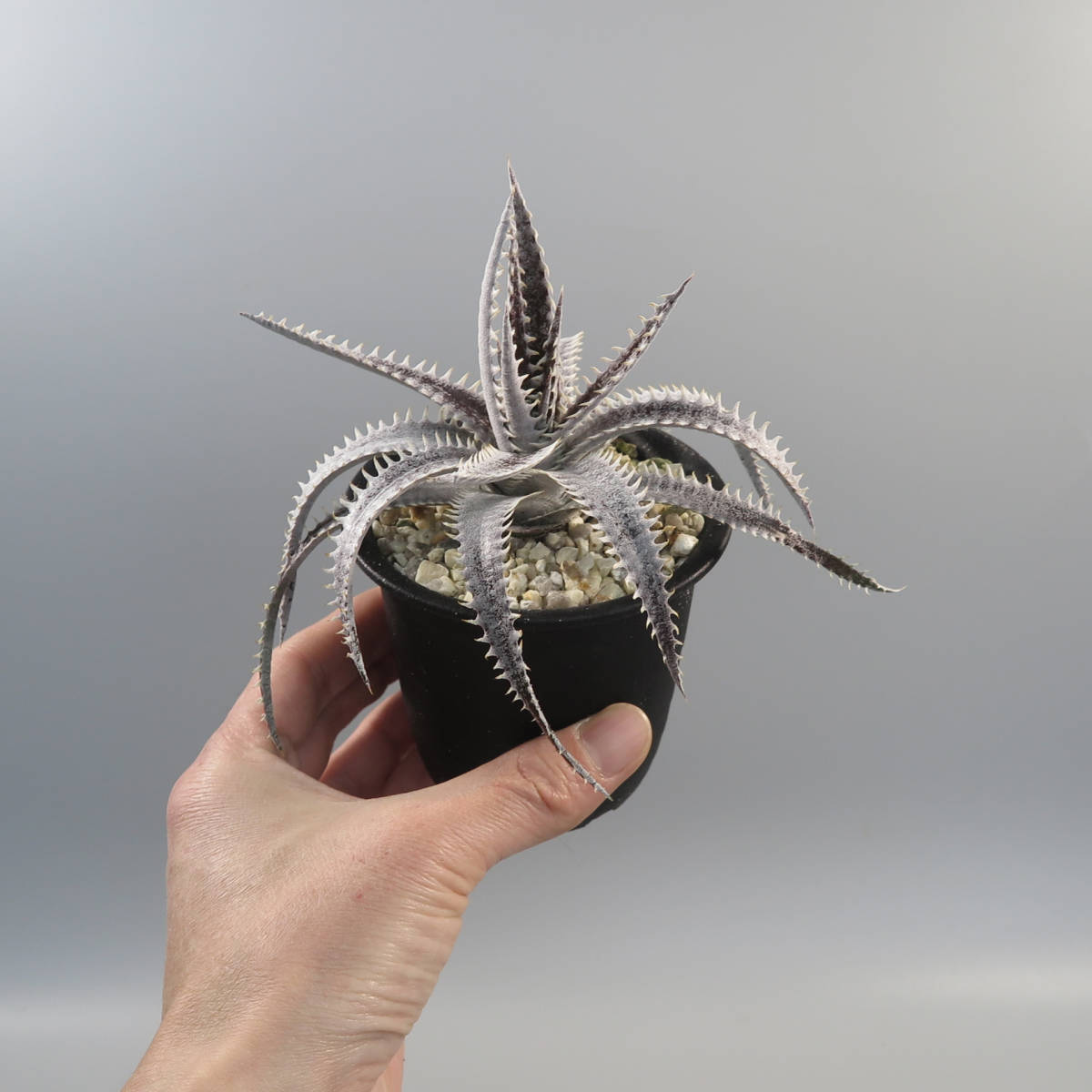 21. ディッキア ☆ Dyckia Red & White x (Brittle Star F3 D11 x