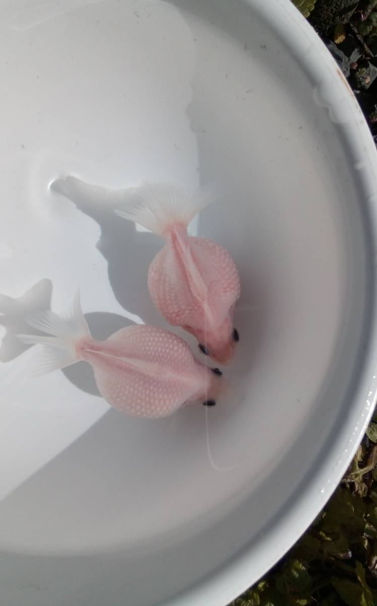 国産　まん丸　パンダ目(黒目)　シルクピンポンパール　明け二歳　6.5cm～6.8cm 前後 　2匹　