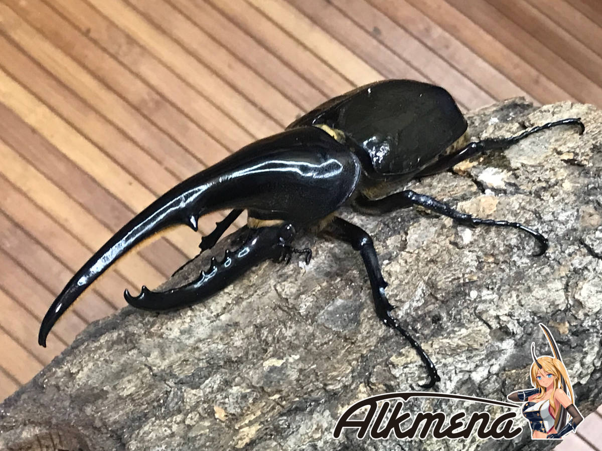 Hiroka血統 Alkmena ヘラクレス ヘラクレス成虫 オス 155mm ヒロカ アルクメーネ ヘラクレスオオカブト カブトムシ 外国産 売買されたオークション情報 Yahooの商品情報をアーカイブ公開 オークファン Aucfan Com