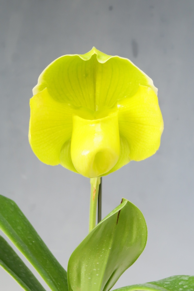 即決 洋蘭 パフィオ TA8354 VS1438 Paph. Amarillo Star x sib ( '201377' x