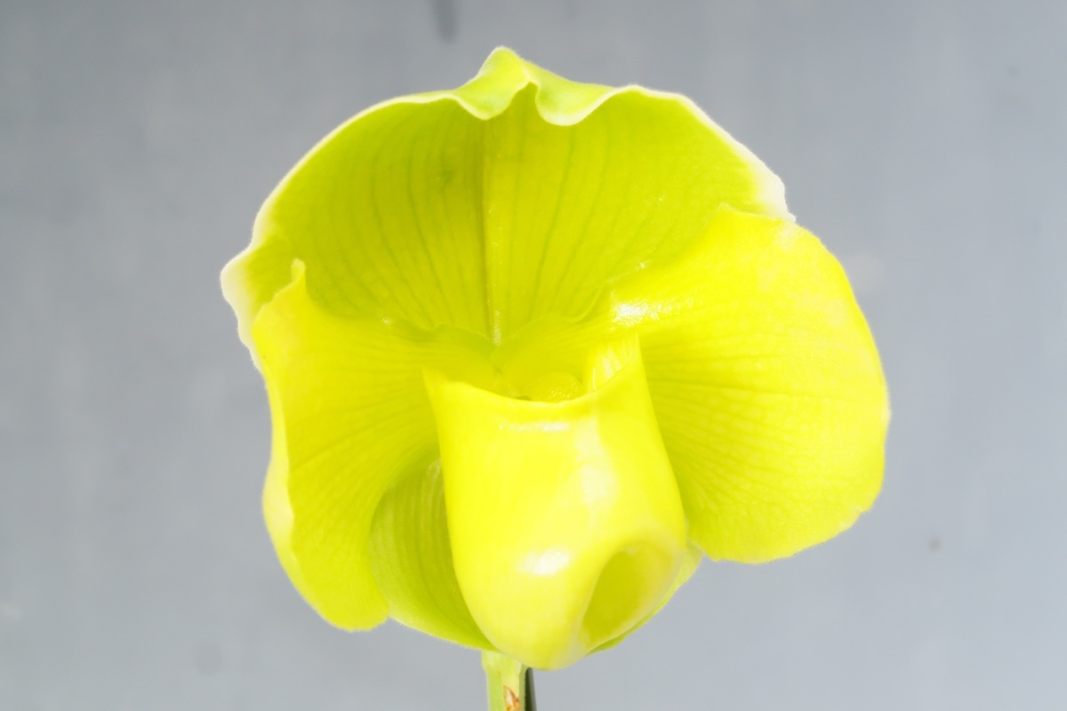 即決 洋蘭 パフィオ TA8354 VS1438 Paph. Amarillo Star x sib ( '201377' x